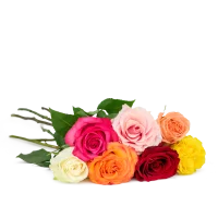 Růže a kytice růží